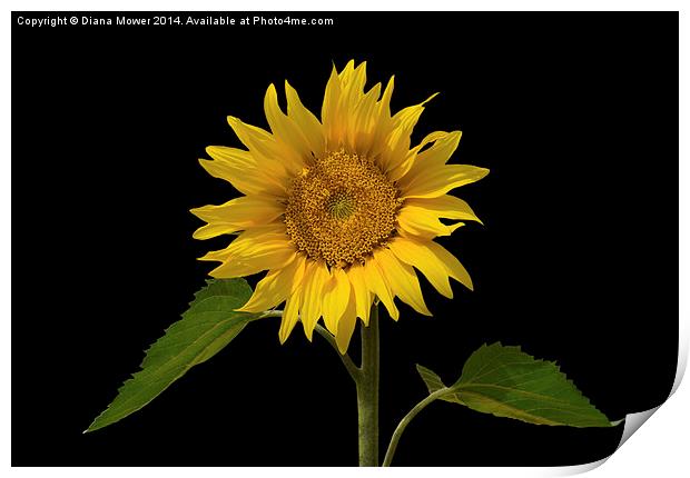 Sunflower Print by Diana Mower