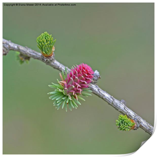 Larch Flower Print by Diana Mower