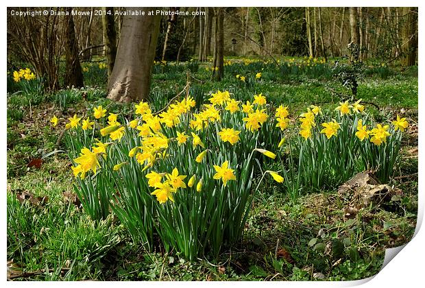 Golden Daffodils Print by Diana Mower