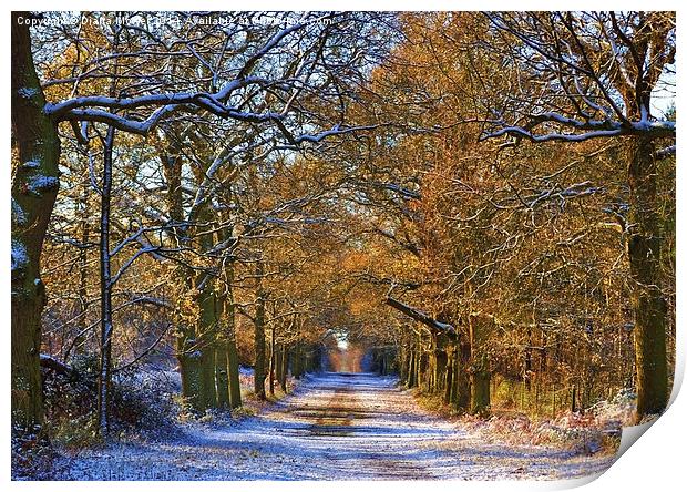 Winter Woodland Print by Diana Mower