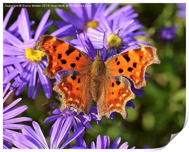 Comma Butterfly Print by Diana Mower