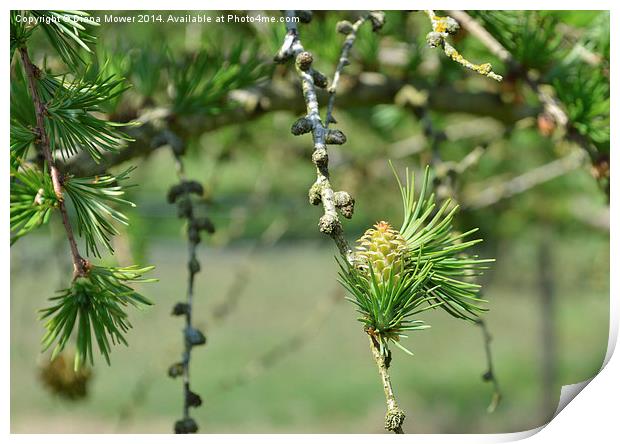 Larch Print by Diana Mower