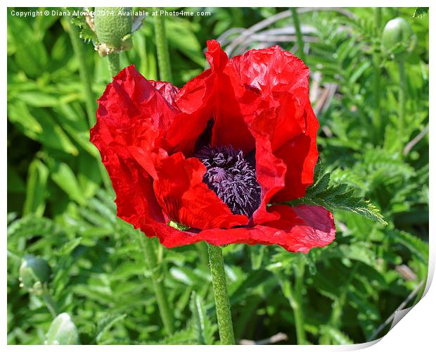 Poppy Print by Diana Mower