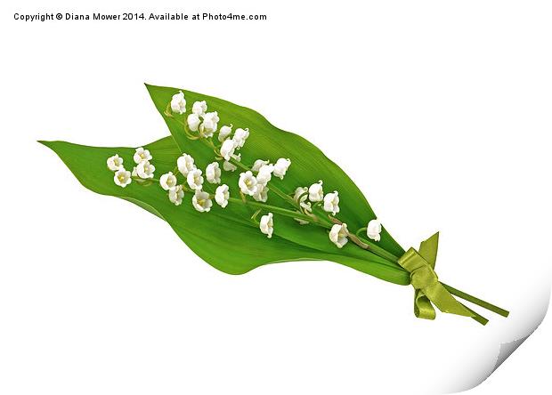 Lily of the Valley Print by Diana Mower