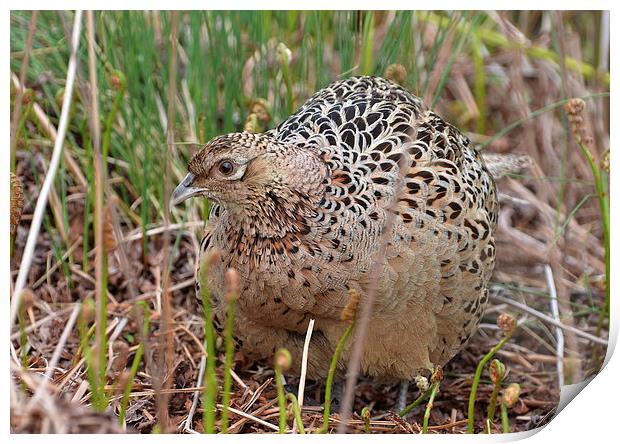 Hen Pheasant Print by Diana Mower