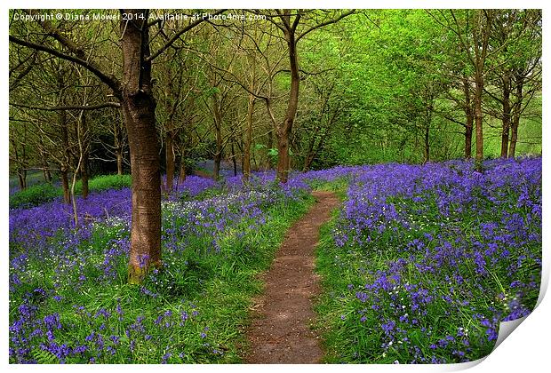 Bluebell Wood Print by Diana Mower