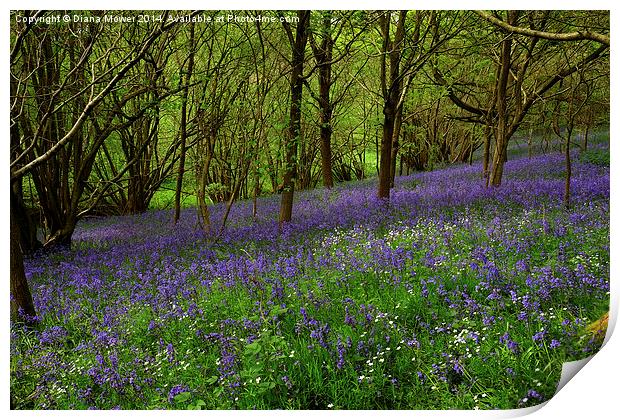 Bluebell Wood Print by Diana Mower