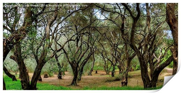 Olive Trees Print by Diana Mower