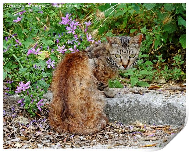  Corfu Cat Print by Diana Mower