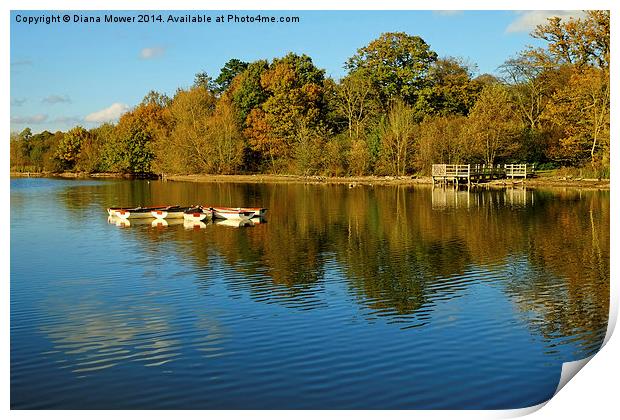  Hatfield Forest Print by Diana Mower