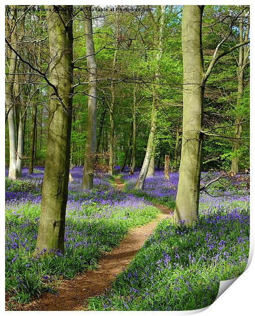 Bluebell path  Print by Diana Mower