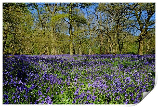  Native Bluebells Print by Diana Mower
