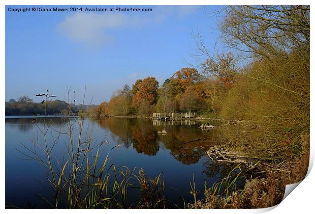 Hatfield Forest     Print by Diana Mower