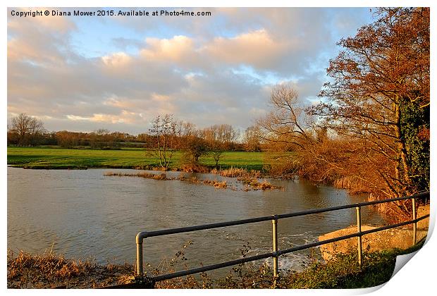 Sudbury Nature Reserve  Print by Diana Mower