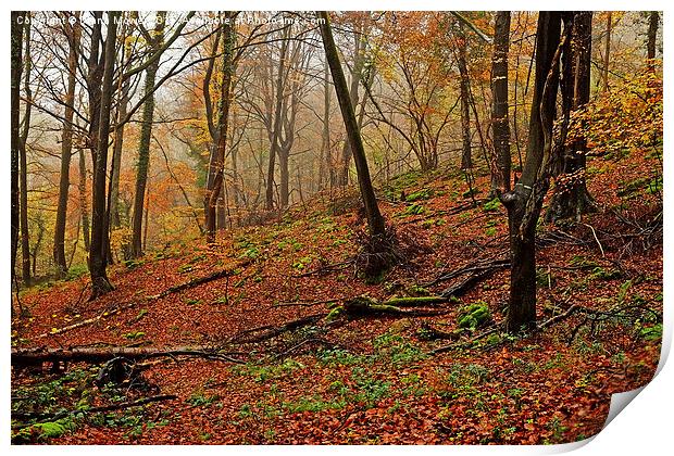 Forest of Dean Print by Diana Mower