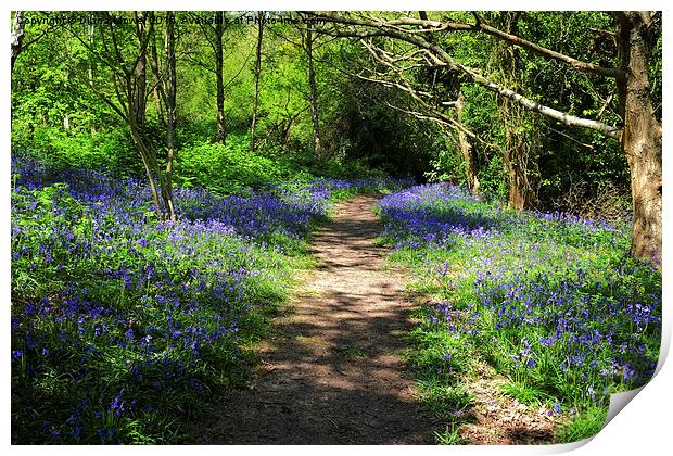  Fairlight Glen Hastings Print by Diana Mower