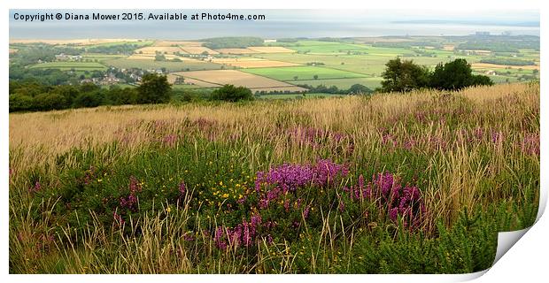 Quantock Hills Somerset  Print by Diana Mower