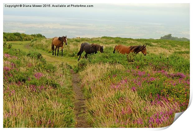  Quantock Horses Print by Diana Mower