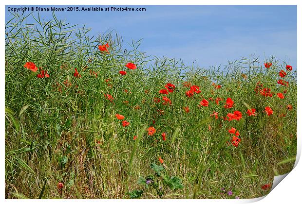  Summer Poppies Print by Diana Mower