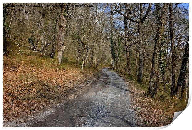  Yarner Wood Dartmoor Print by Diana Mower