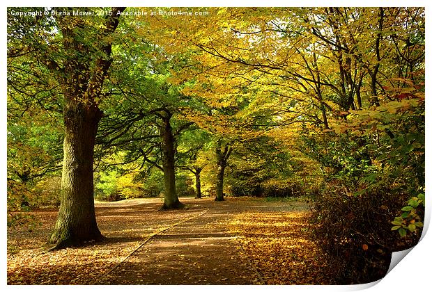  Epping Forest in Autumn Print by Diana Mower