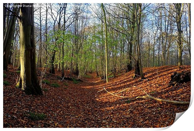  Roman Road, Chalkney Wood  Print by Diana Mower