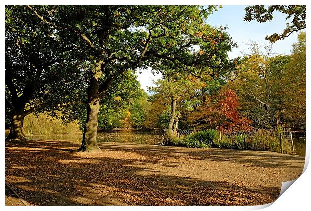  Epping Forest Lake Print by Diana Mower