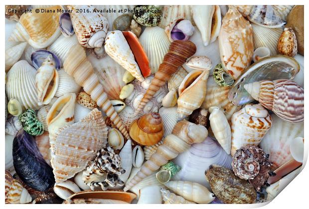 Sea Shells Print by Diana Mower
