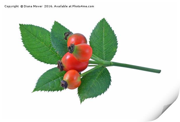 Rose Hips  Print by Diana Mower