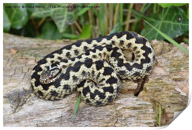 Adder and ladybird Print by Diana Mower