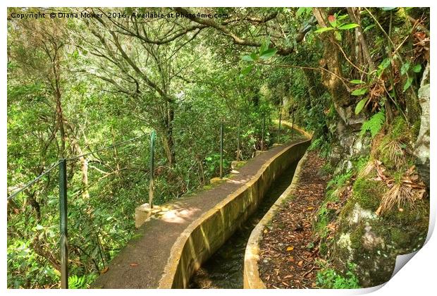 Ribeiro Frio Levada path, Madeira Print by Diana Mower