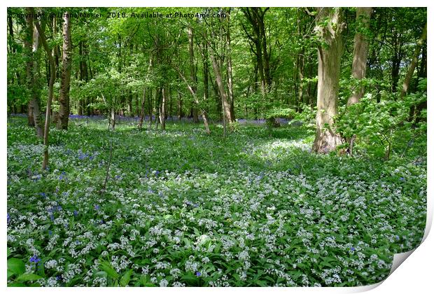 Chalkney Wood Wild Garlic and Bluebells Print by Diana Mower