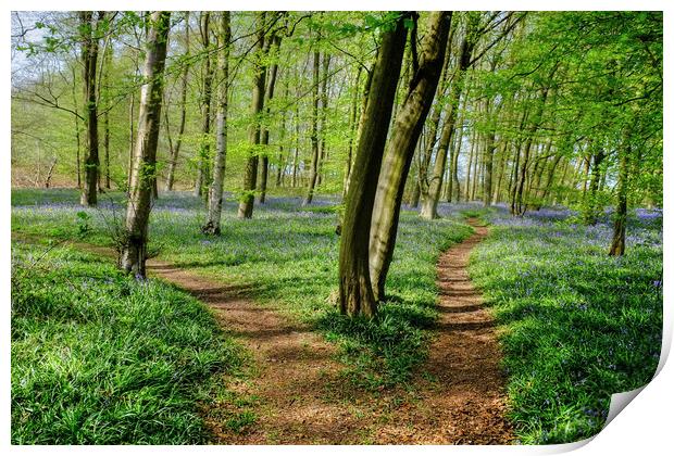 Paths through the Bluebells Print by Diana Mower