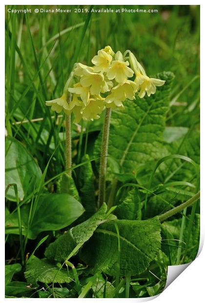 Oxlip Print by Diana Mower