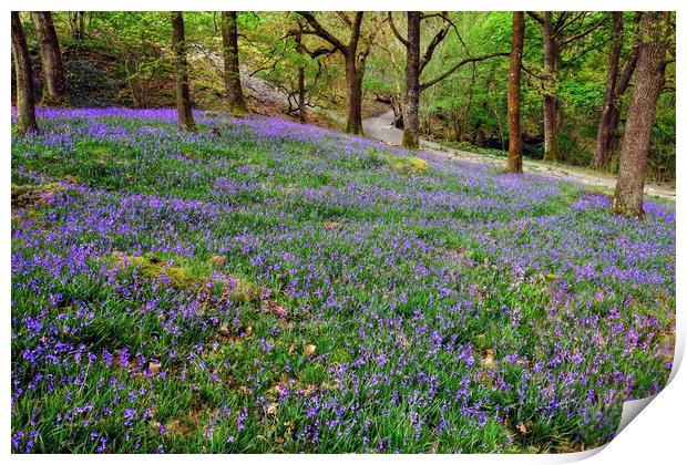 Yorkshire Bluebells Print by Diana Mower