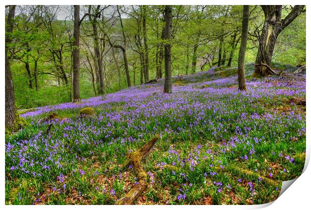 Yorkshire Woodland Bluebells Print by Diana Mower