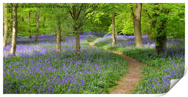English Bluebell Wood Print by Diana Mower