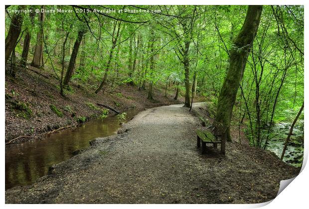 Skipton Castle Woodlands Print by Diana Mower