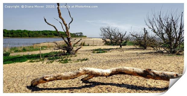 Covehithe Beach Suffolk Print by Diana Mower