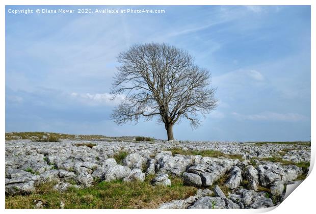 The Malham Tree Print by Diana Mower