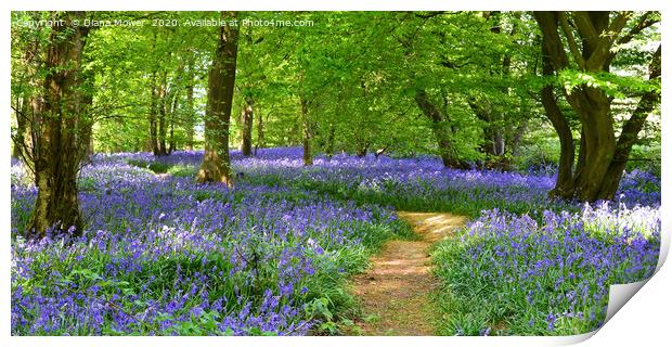 English Bluebell Wood  Print by Diana Mower