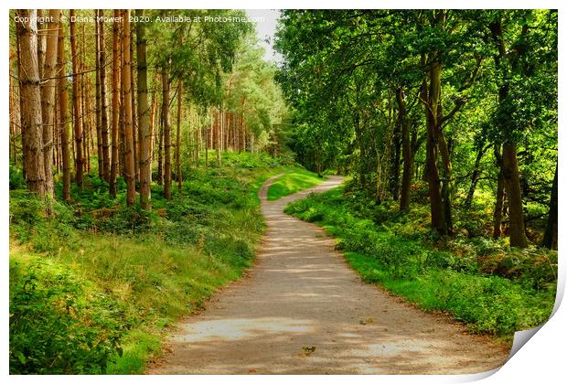 Cannock Chase Trail Print by Diana Mower