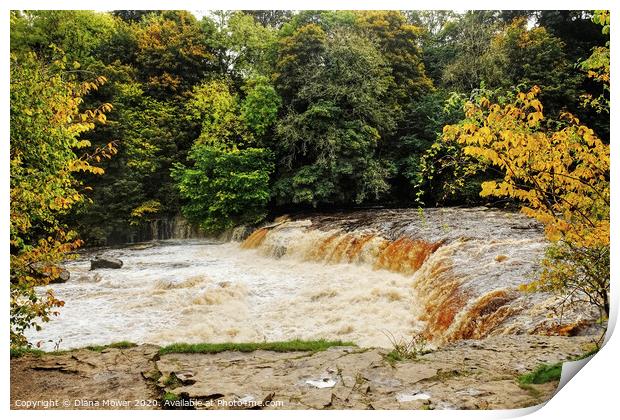 Aysgarth Upper Falls in flood  Wensleydale Print by Diana Mower