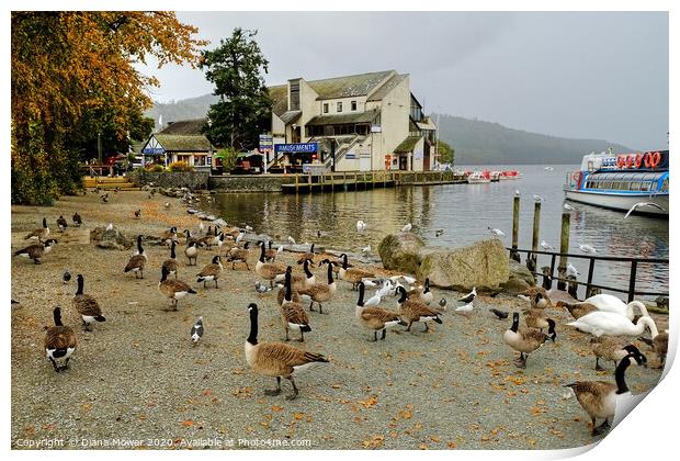 Windermere Geese Print by Diana Mower