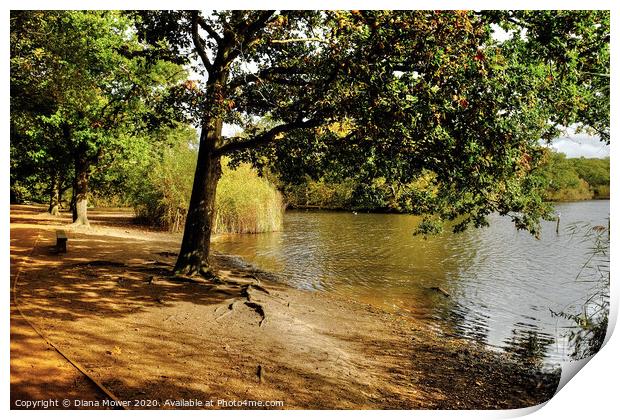 Connaught Water Epping Forest Print by Diana Mower