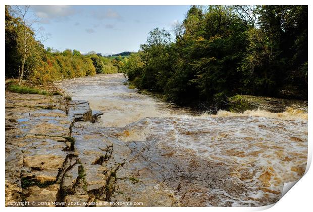 Aysgarth Lower Falls in flood Print by Diana Mower