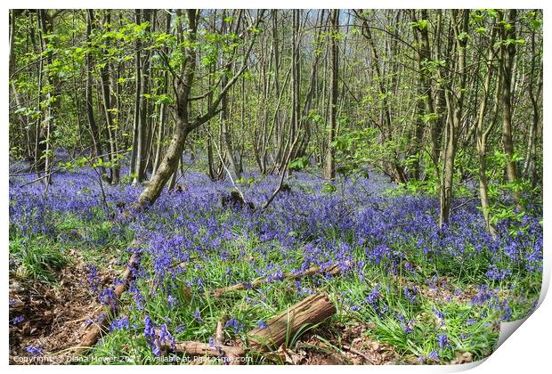 Blakes Wood Bluebells Essex Print by Diana Mower