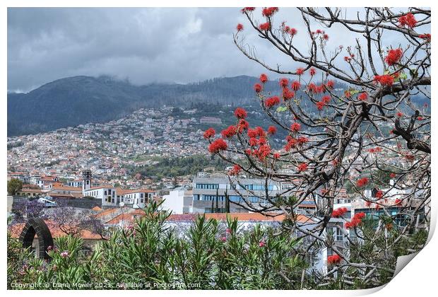 Funchal Madeira Portugal Print by Diana Mower