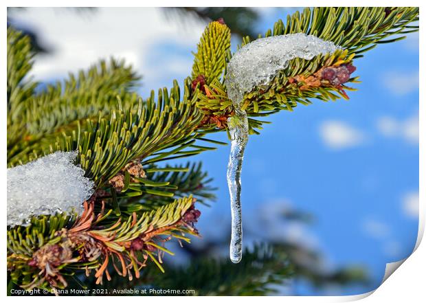 Icicle on Fir tree  Print by Diana Mower