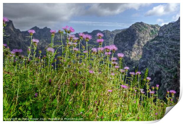 Flowers of Madeira Mountain Thistles Print by Diana Mower